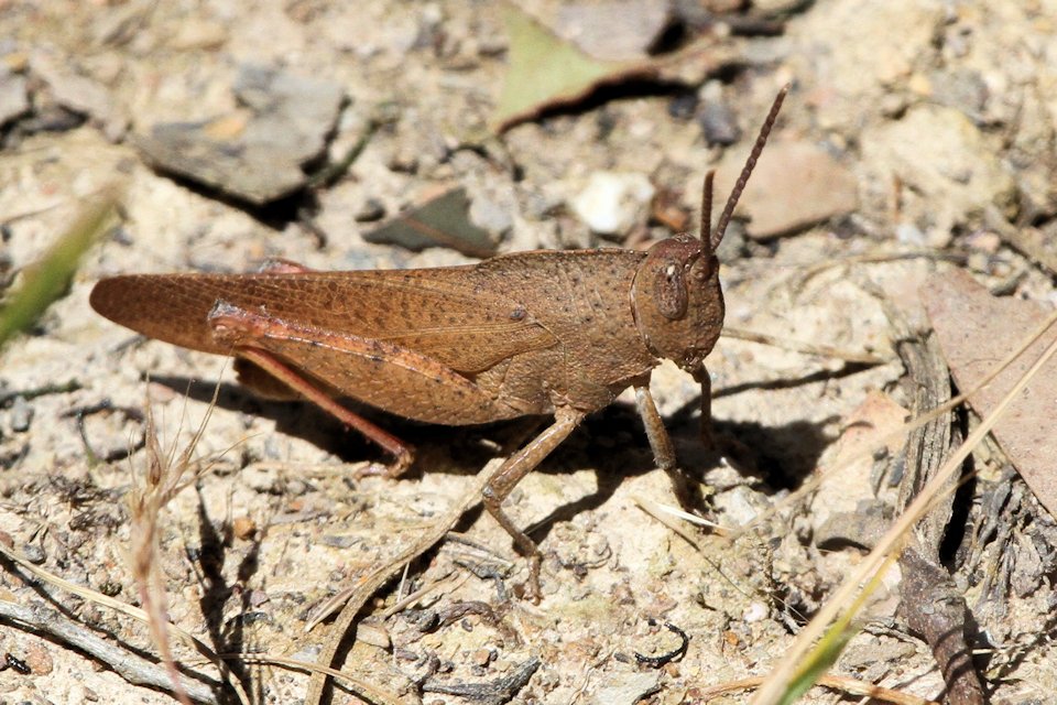 Gumleaf Grasshopper (Goniaea australasiae)